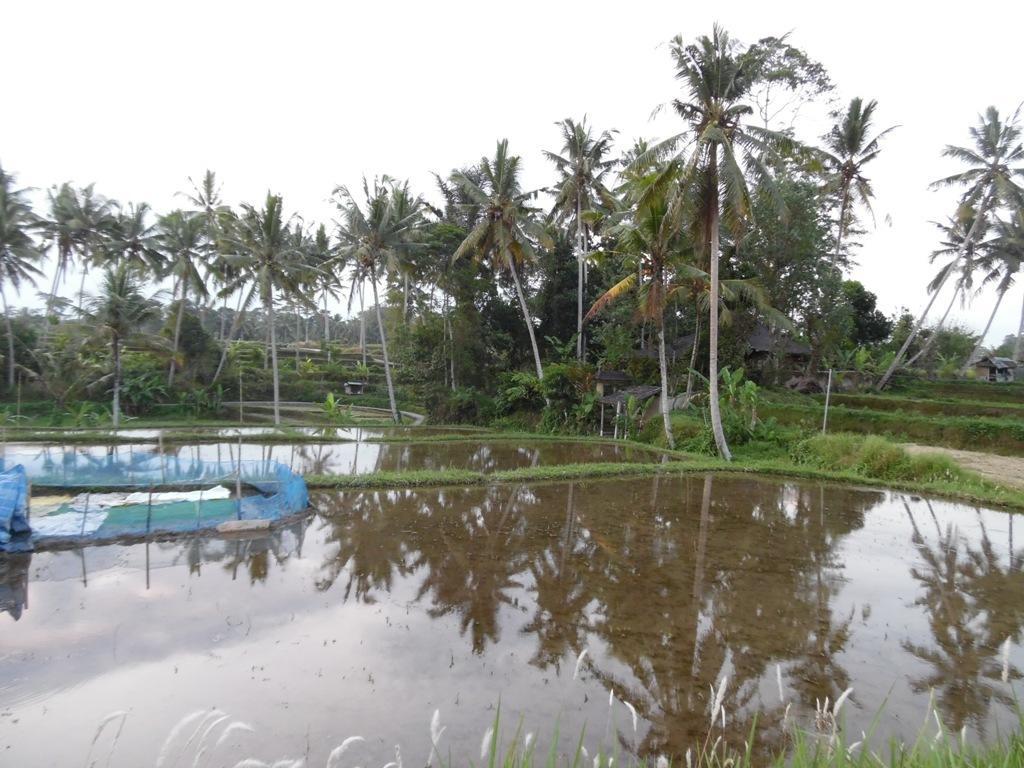 Mesari Hotel Ubud Εξωτερικό φωτογραφία